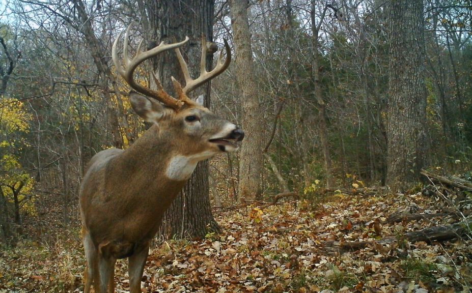 morning thermal deer hunting