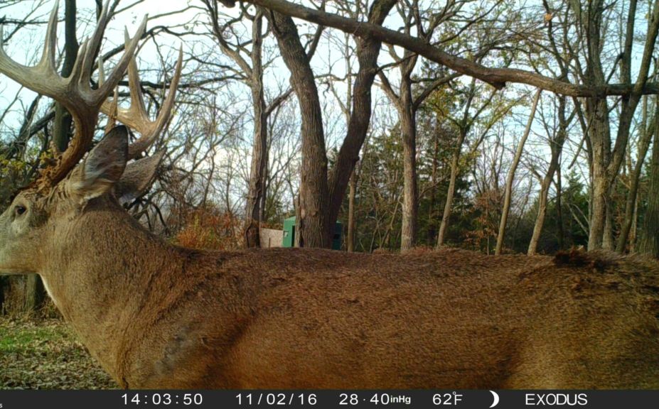 2017 whitetail rut