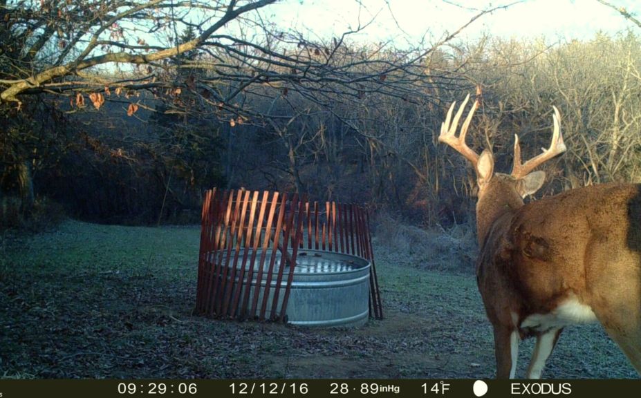 whitetails in the morning