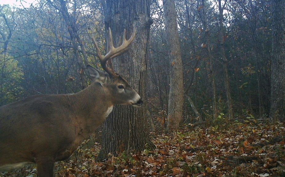 early season bowhunting