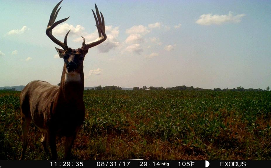 enter a treestand