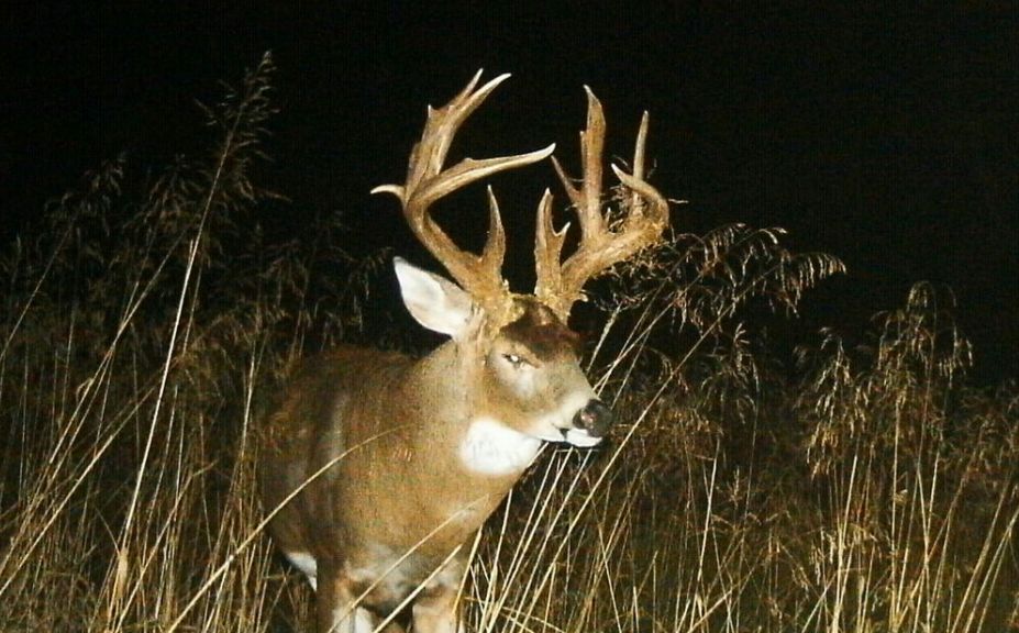 october mature buck tactics