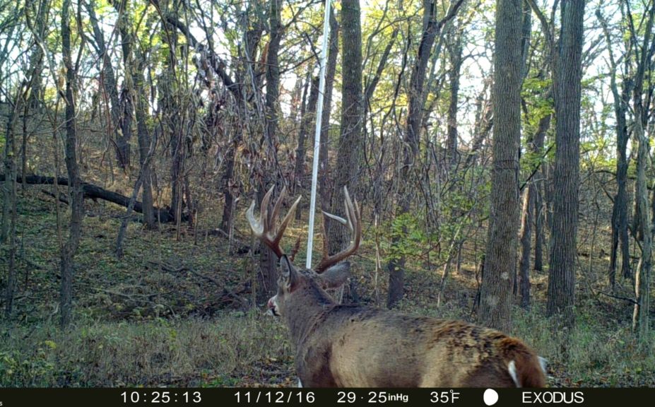 rut cruising setups