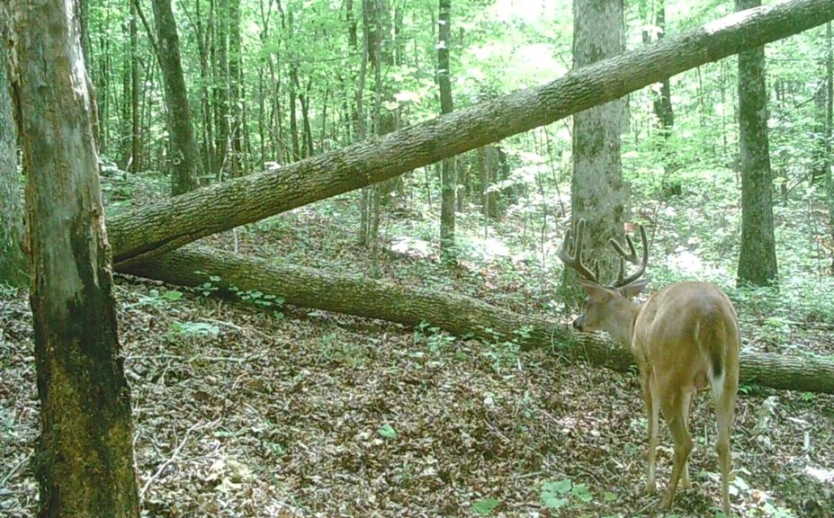 early season archery success