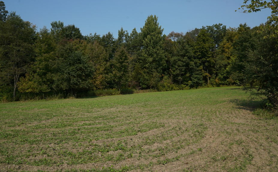 food plot hunting