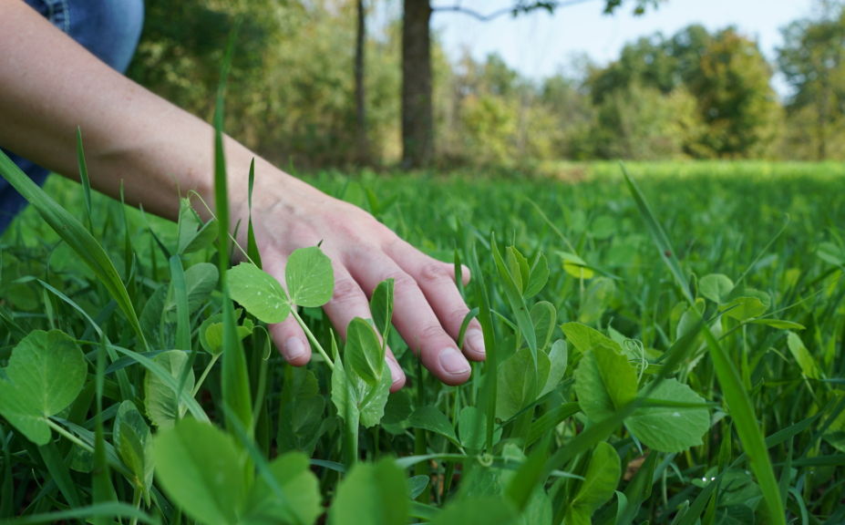 food plot plantings