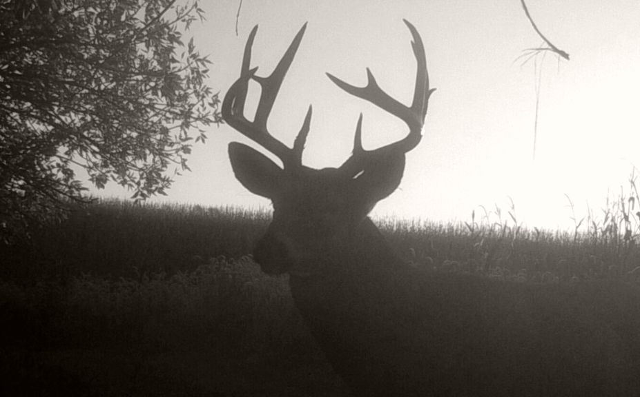 Deer Activity Moon Phase Chart