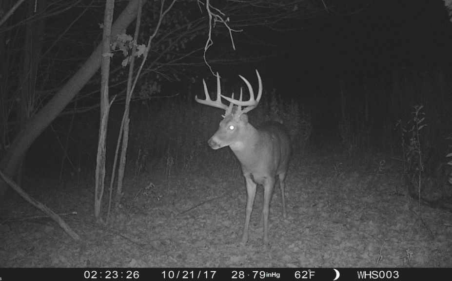 whitetail rut habitat