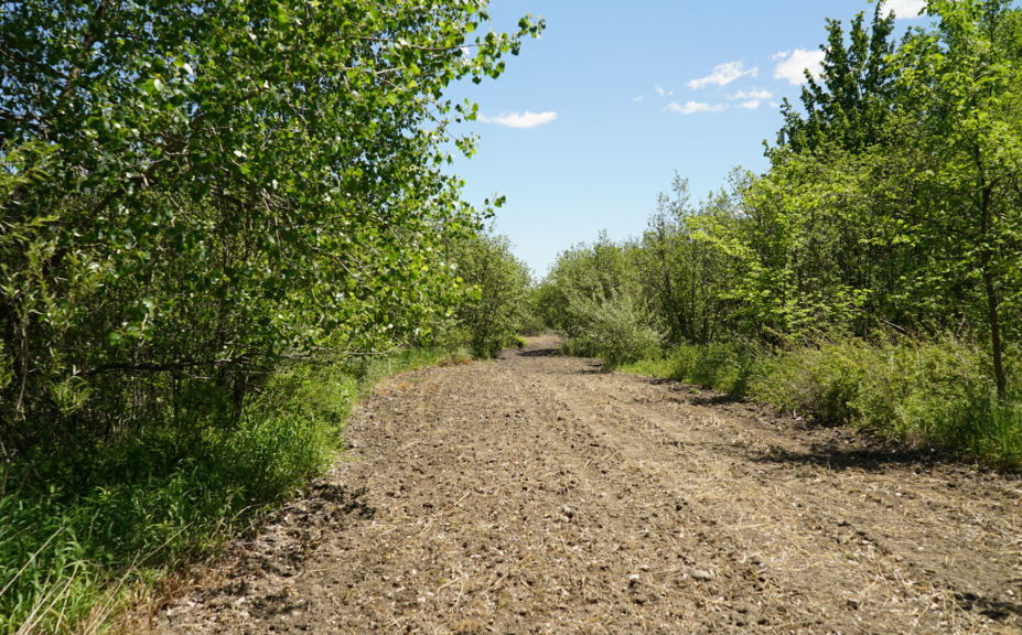 bucks with food plots