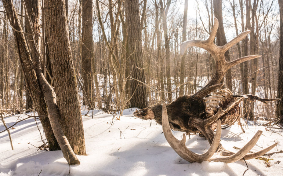 deer parcel buying