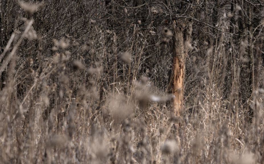 staging area habitat