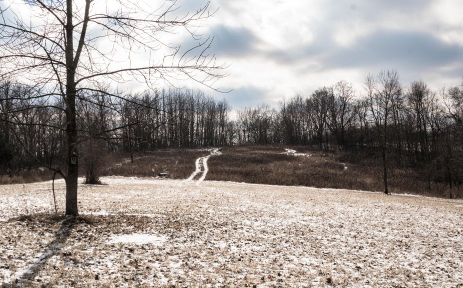 food plot screening