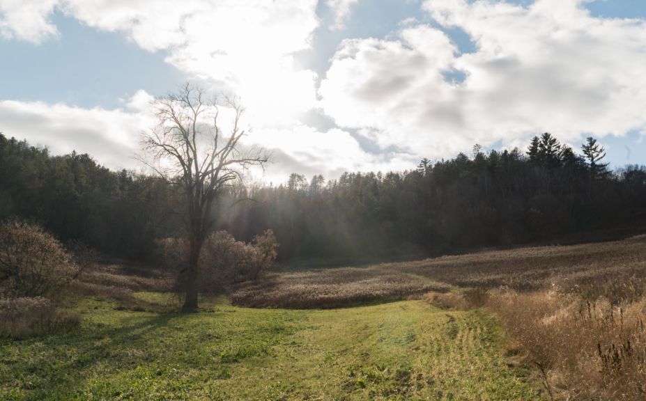 food plot fail