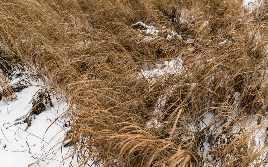 switchgrass deer screening