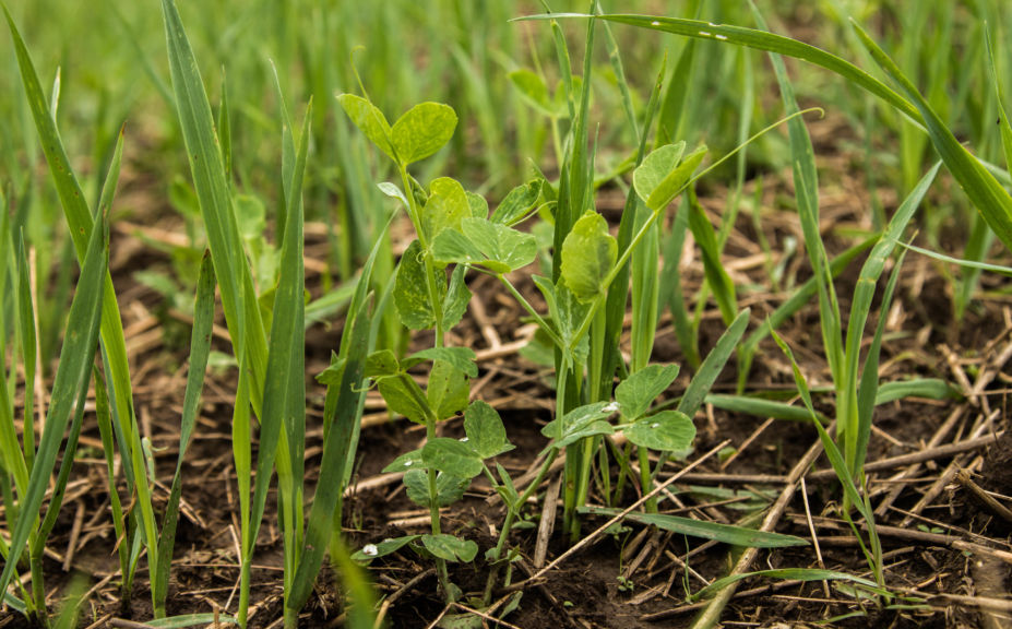 food plot tips