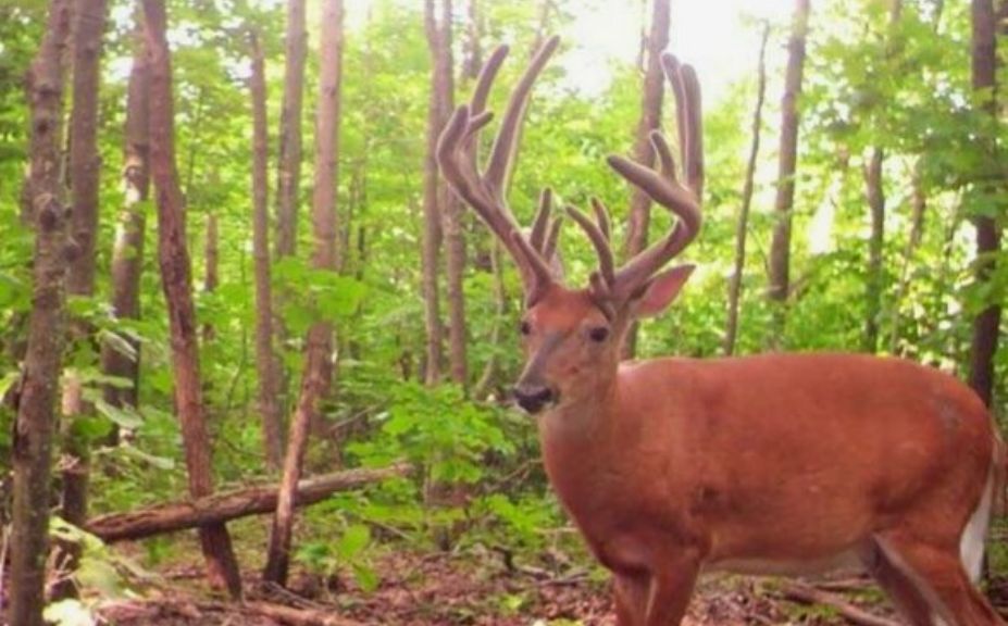 deer bedding canopy