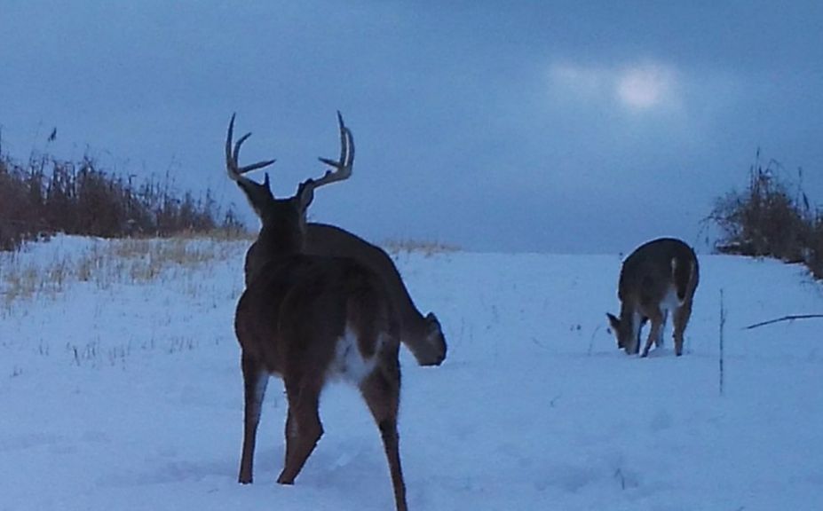 winter whitetail habitat