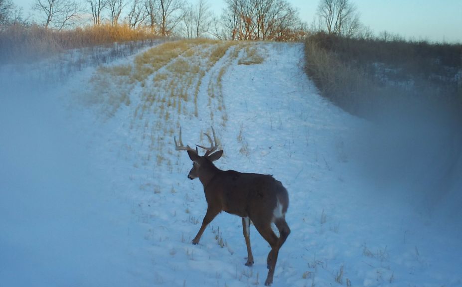 winter whitetail habitat