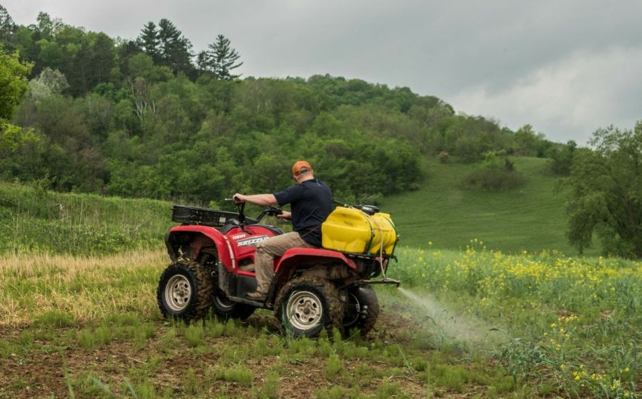 food plots for deer bedding