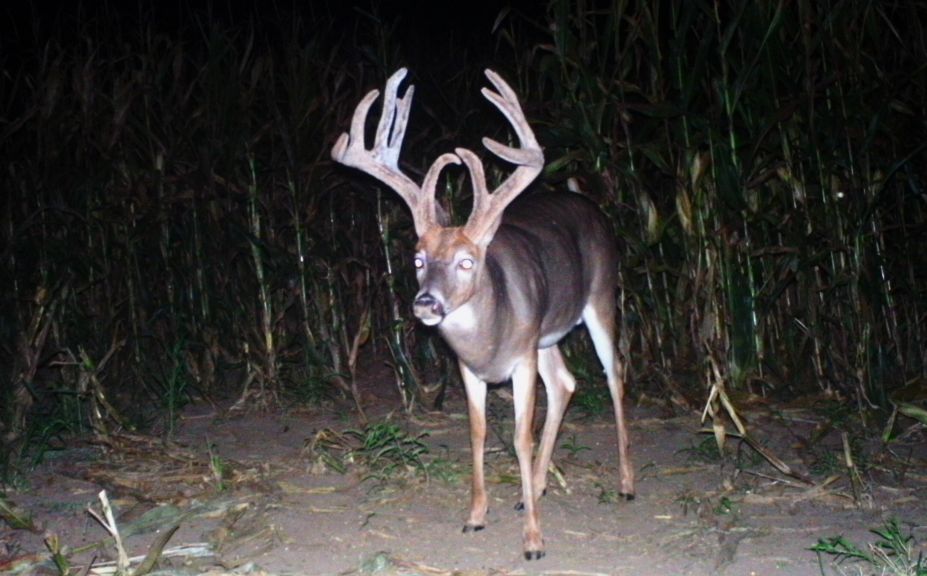 food plot acreage