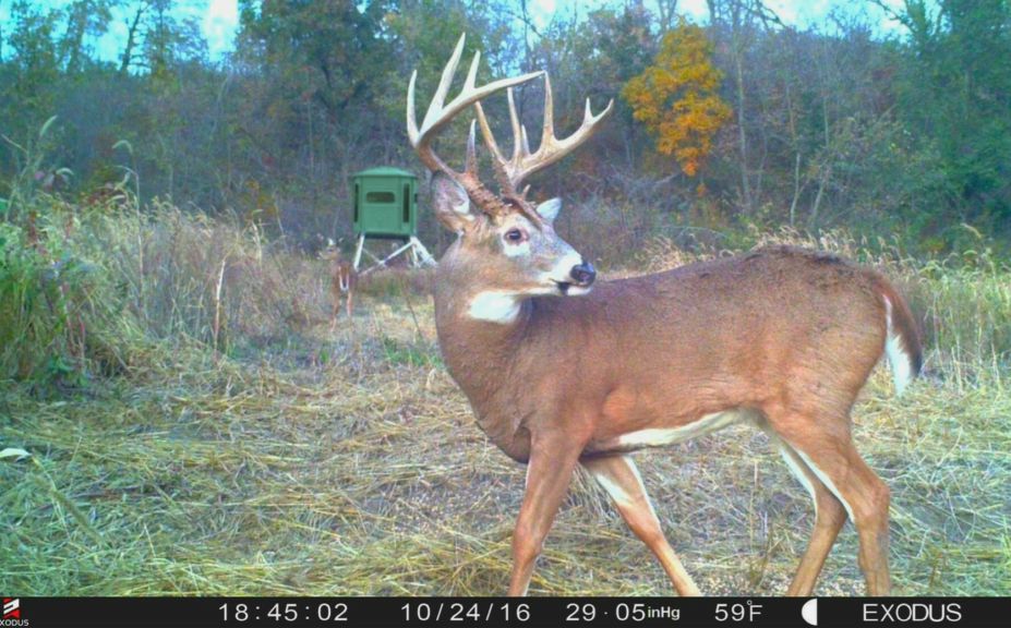 2017 whitetail rut 