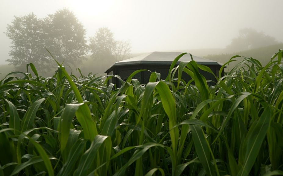 hidden food plot