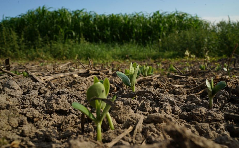 2017 best food plot 