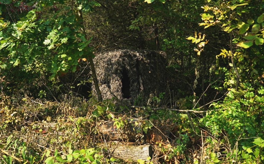 food plot hunting