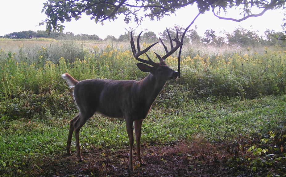 hunt whitetails in wind