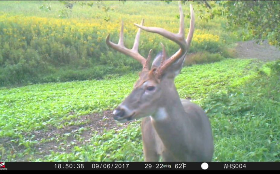 food plot plantings