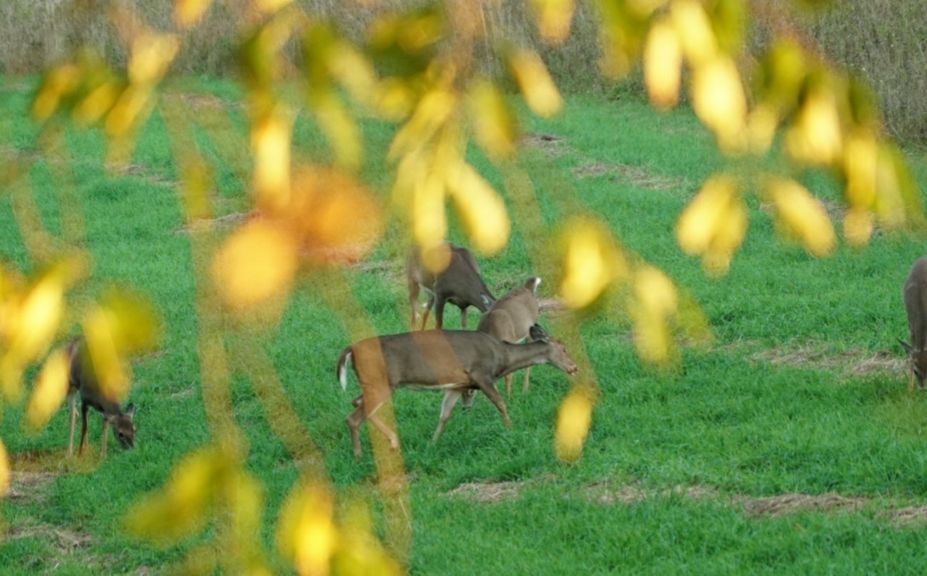 time to shoot a doe