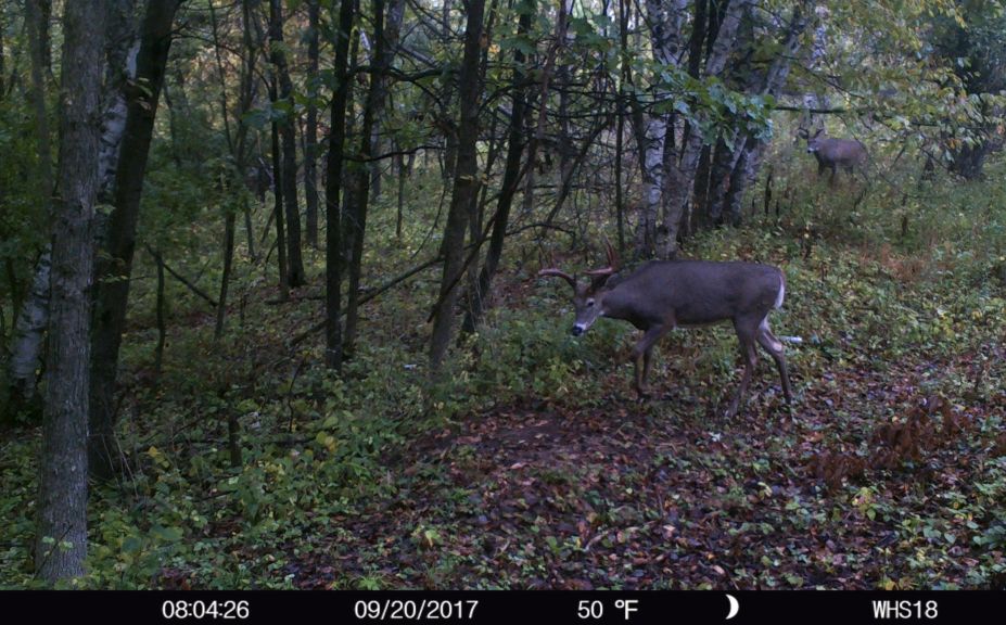 trail cam rut forecast