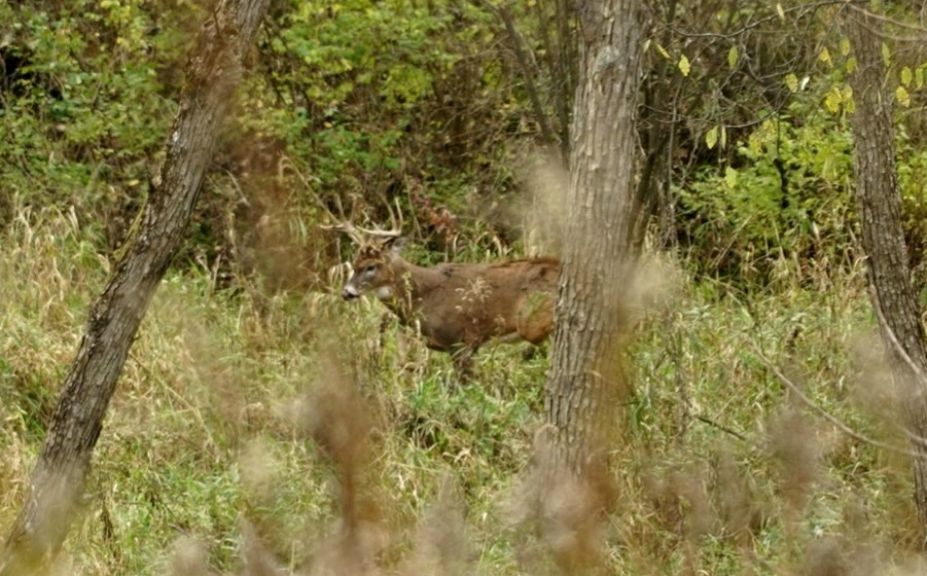 windy weather whitetails