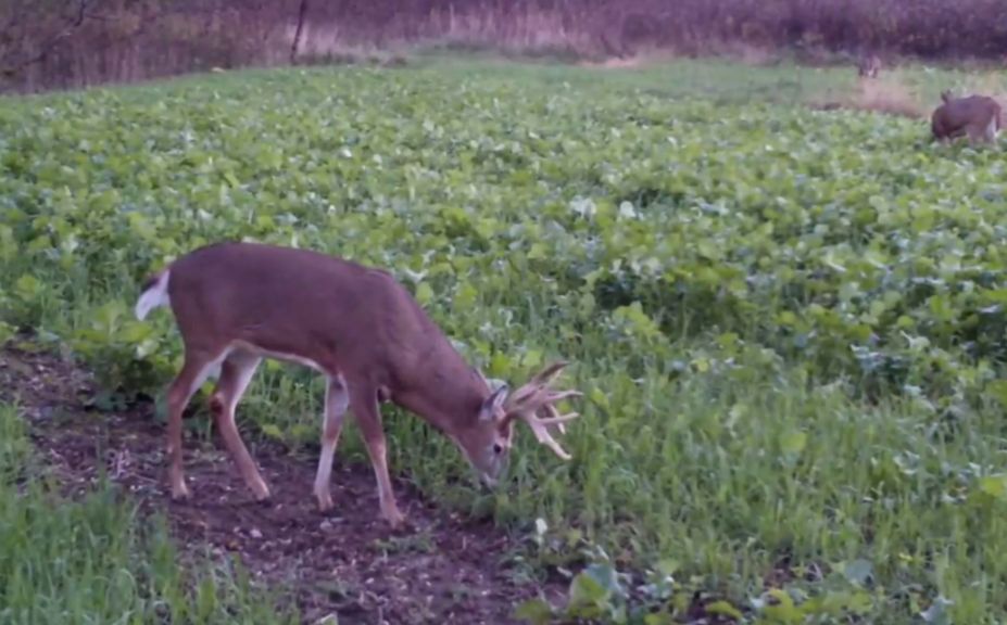 mock scrape buck census