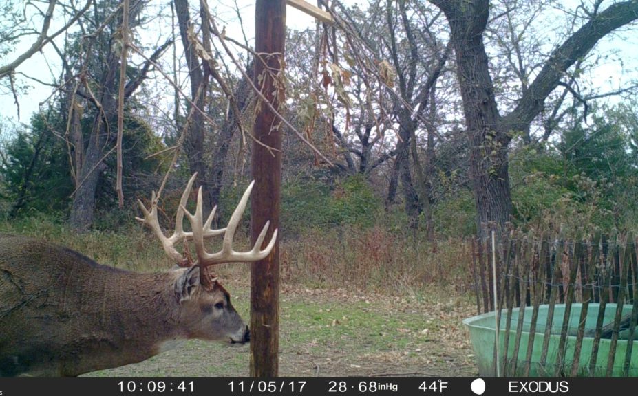 whitetail secondary rut