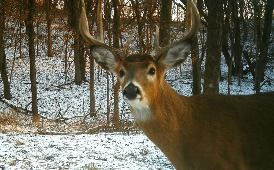 december buck hunting