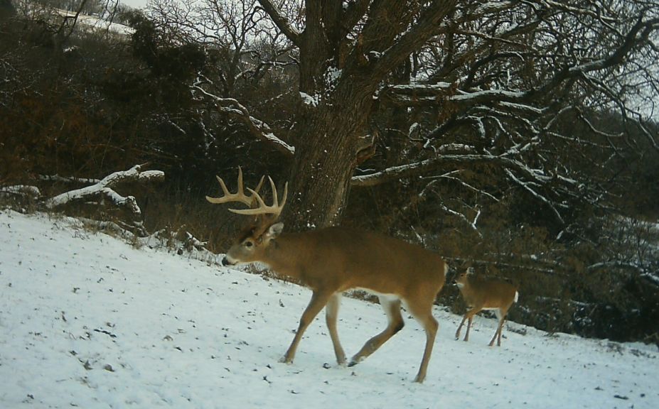 winter weather deer