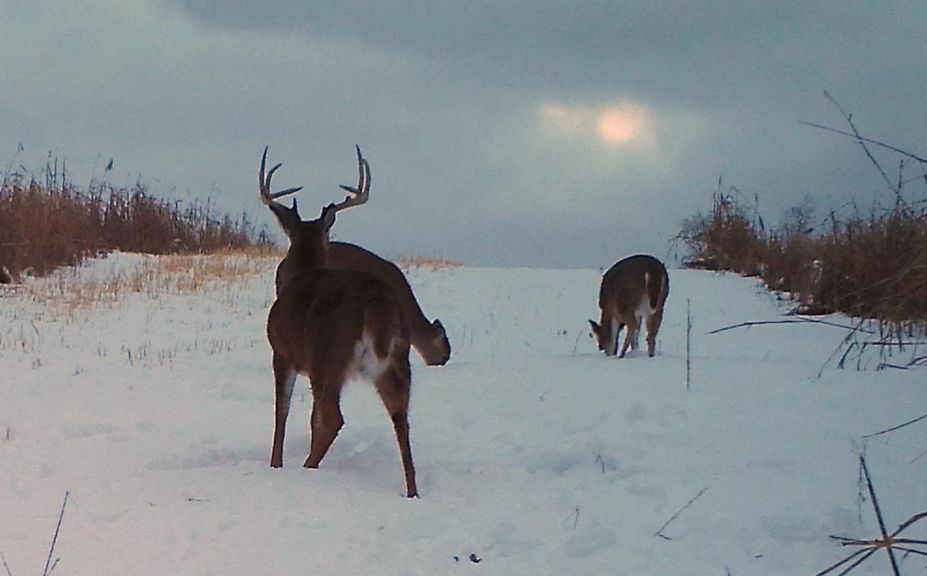 late season morning deer