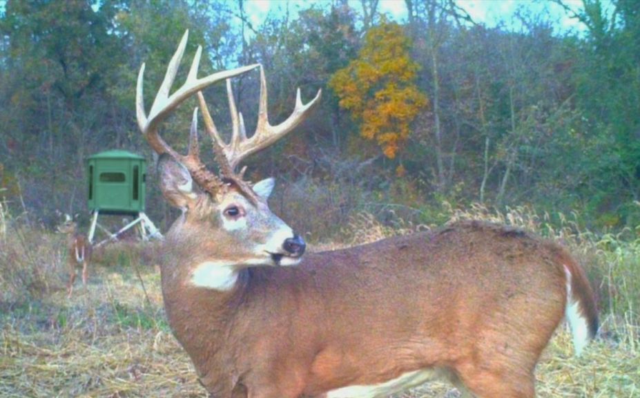 deer blind location strategies