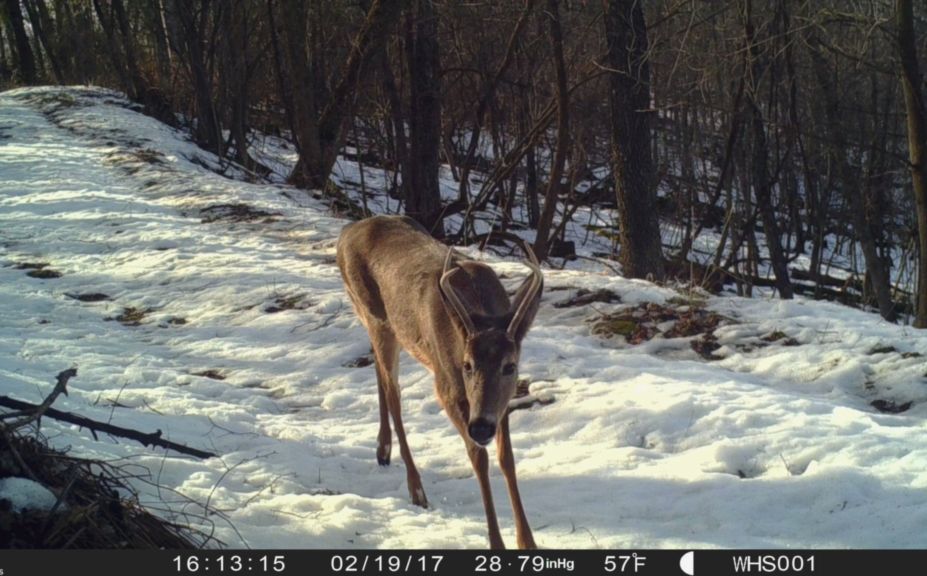 trail cams hidden