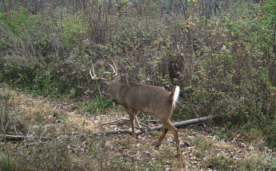 whitetail habitat improvements