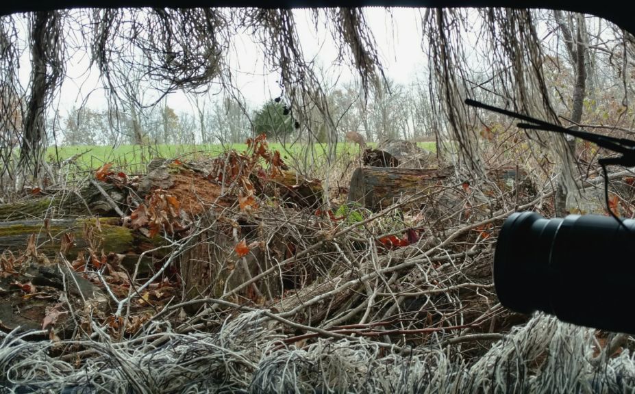 hide deer blind