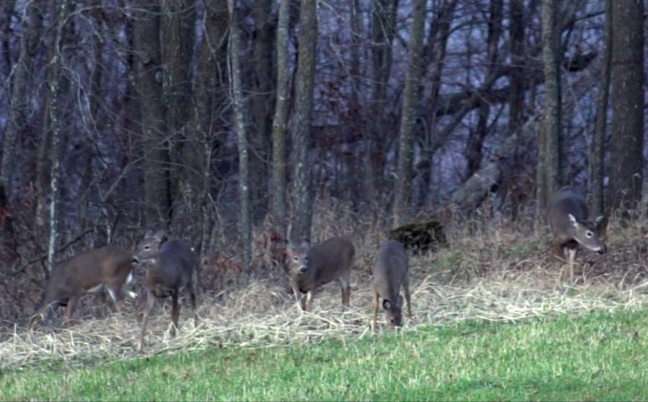 reduce deer numbers