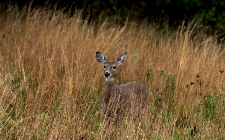 increase daylight deer