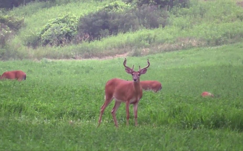 summer trail cam bucks