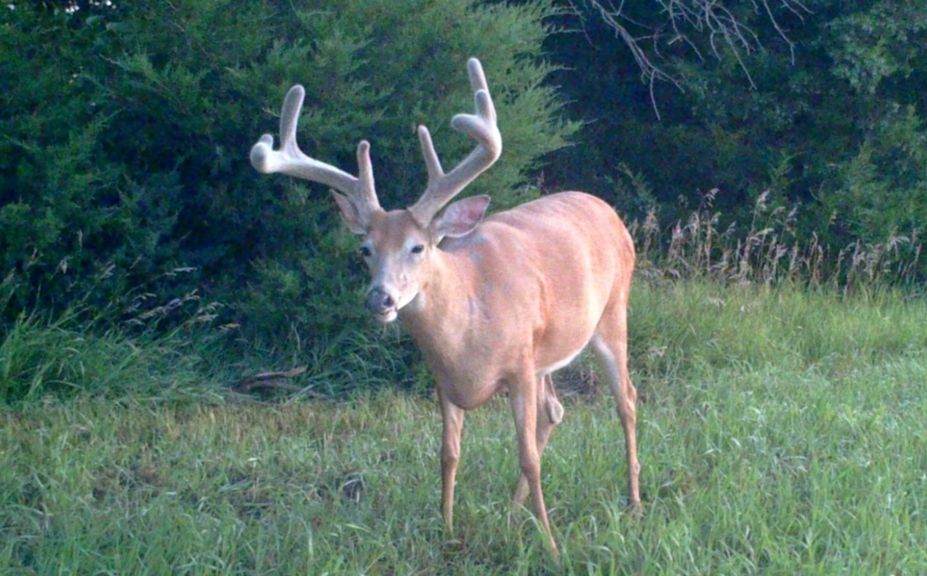 winter whitetail scouting