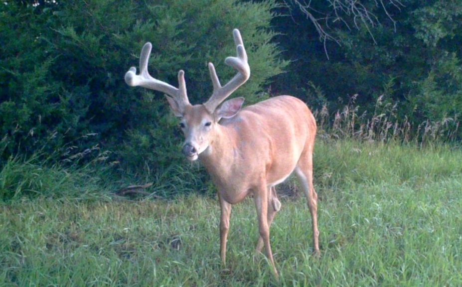 winter whitetail scouting