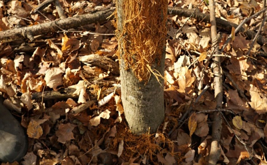 winter whitetail scouting