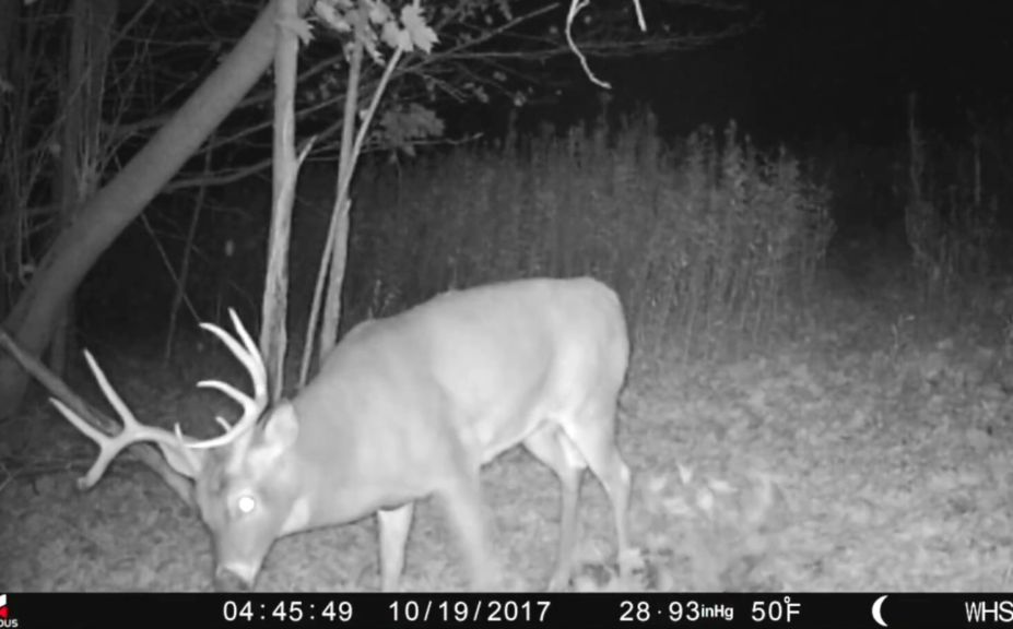 annual rut predictions