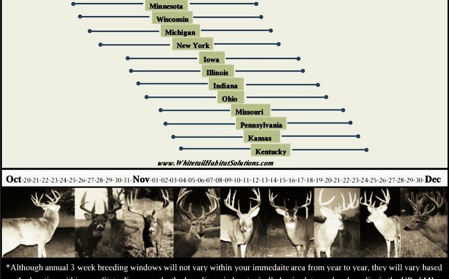 Whitetail Movement Chart